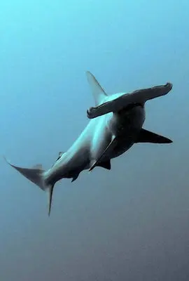 Hammerhead shark