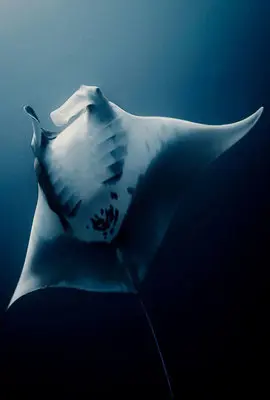Manta ray