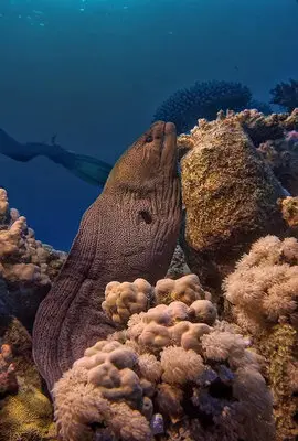 Giant moray