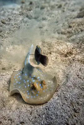 Blue-spotted stingray