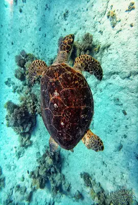 Hawksbill turtle