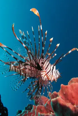 Lionfish