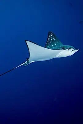 Eagle ray
