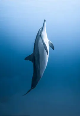 Spinner dolphin