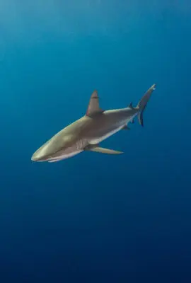 Silky shark