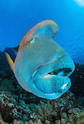 Napoleon fish